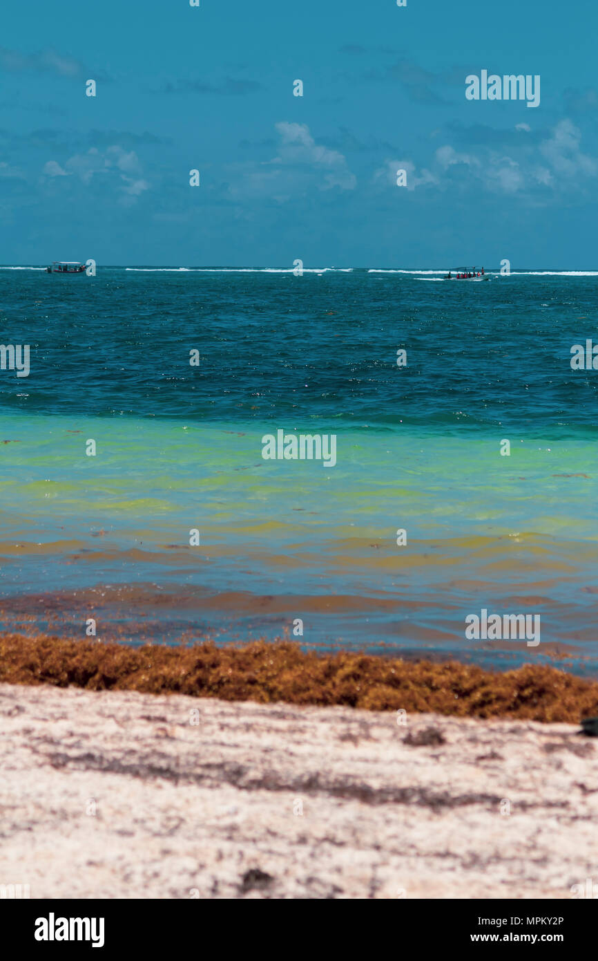 Caribbean beach is flooded with sargasso seaweed making it unattractive for tourists and swimmers in general. Turquoise water now has a brown layer of Stock Photo