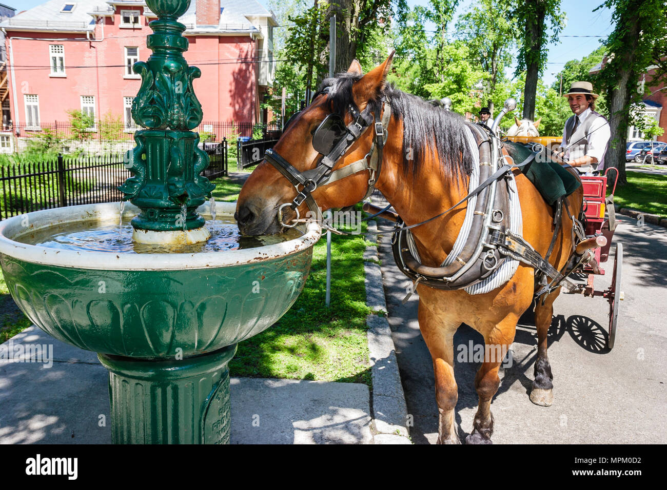 Quebec Canada,Avenue Tache,watering stop,fountain,horse drawn buggy,drink drinks,beverage,working,work,Canada070712058 Stock Photo