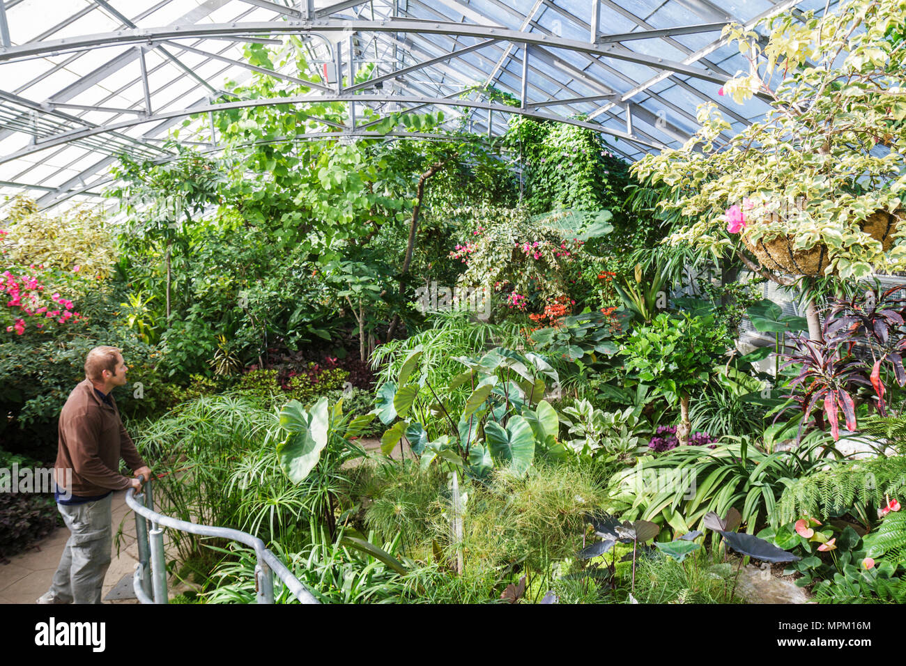 Toronto Canada,Allan Gardens Conservatory,botanical garden,vegetation,man men male adult adults,visitor,greenhouse,plants,green,shrubs,botany,horticul Stock Photo