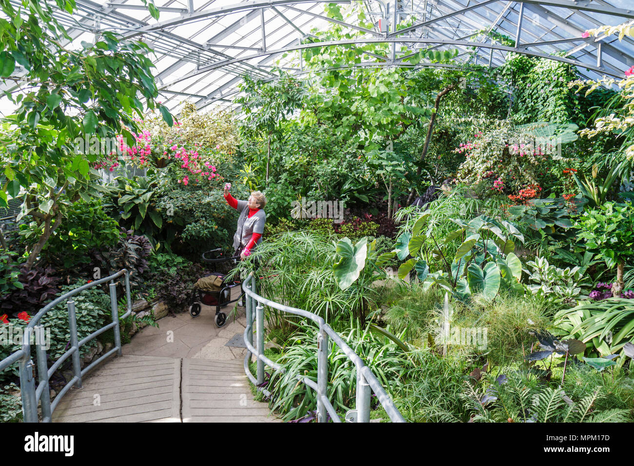 Toronto Canada,Allan Gardens Conservatory,botanical garden,vegetation,woman female women,senior seniors citizen citizens,aging,rolling walker,mobility Stock Photo