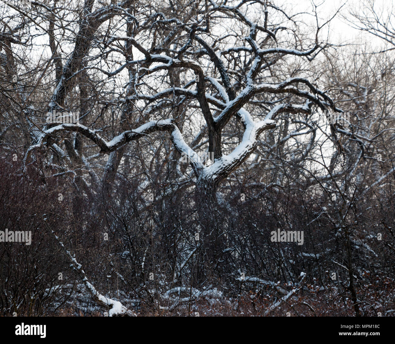 Cottonwood tree winter hires stock photography and images Alamy