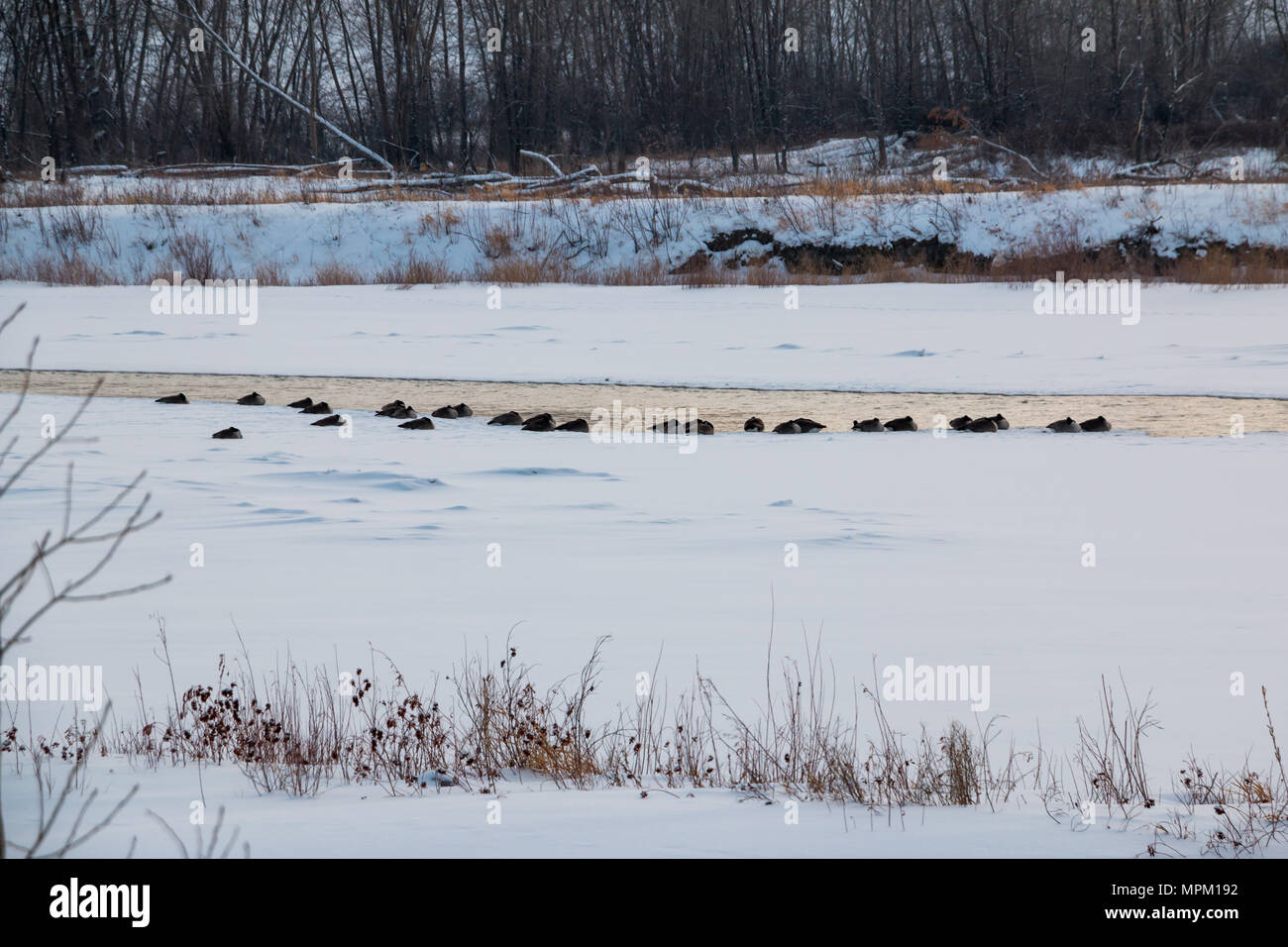 Geese sitting on ice on the Oldman River, Lethbridge, Alberta Stock Photo