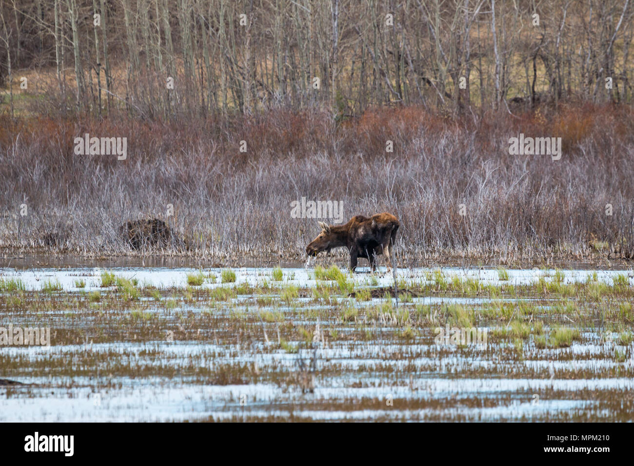 Alces alces alberta hi-res stock photography and images - Page 2 - Alamy