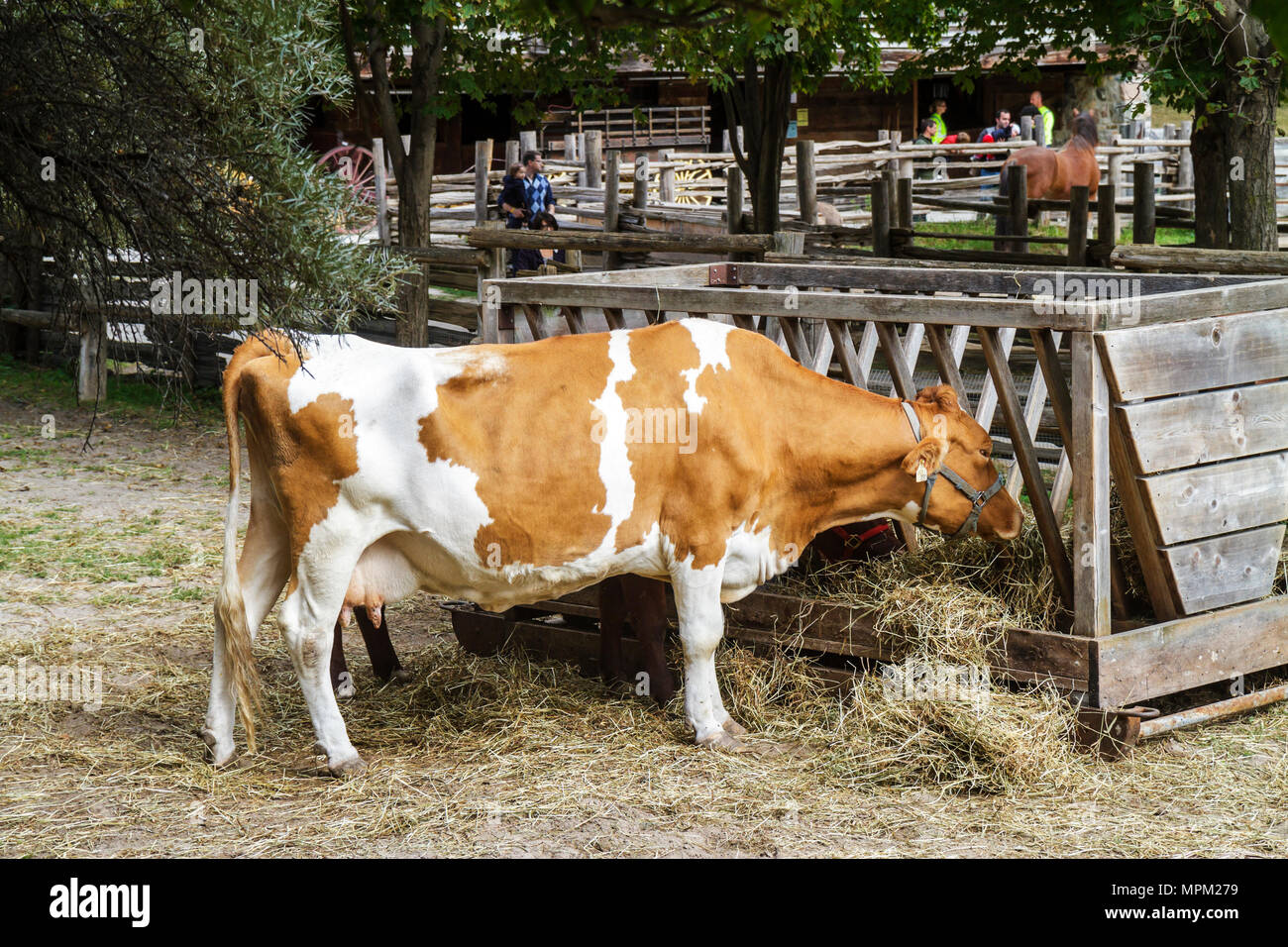 Toronto Canada,River waterdale Farm,urban farm,dairy cow,Guernsey,livestock ,breed,agriculture,animal husbandry,free attraction,feed bunk,rural life,vi  Stock Photo - Alamy
