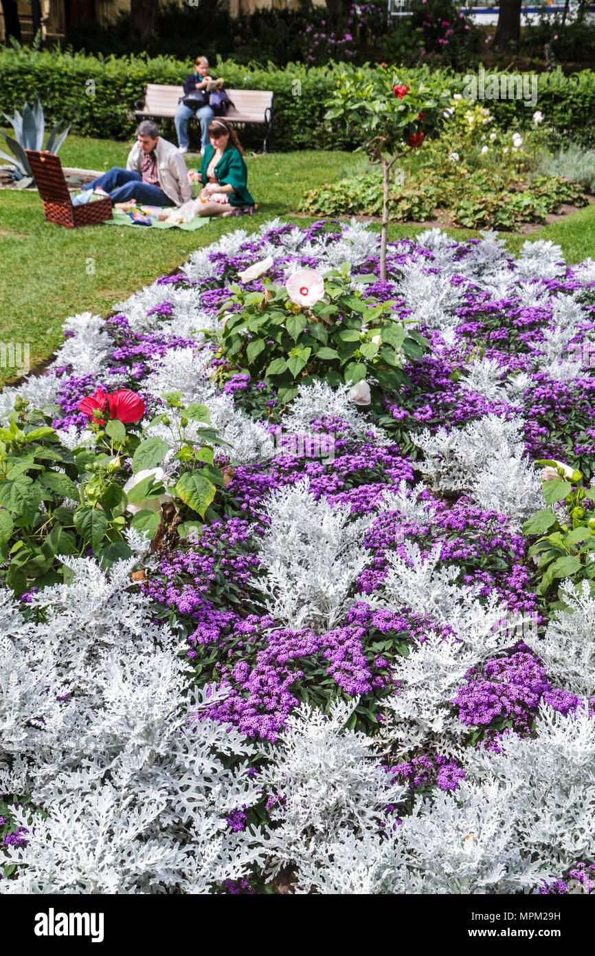 Toronto Canada,King Street East,St. Saint James Park,garden,landscape,purple,silver,dusty miller plant,flower bed,horticulture,bench,man men male,woma Stock Photo