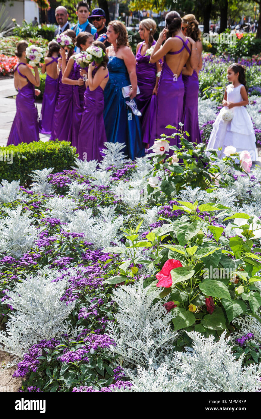 Toronto Canada,King Street East,Saint James Park,wedding party,gown,photo shoot,bridesmaid,flower girl,purple,silver,dusty miller plant,flower bed,hor Stock Photo