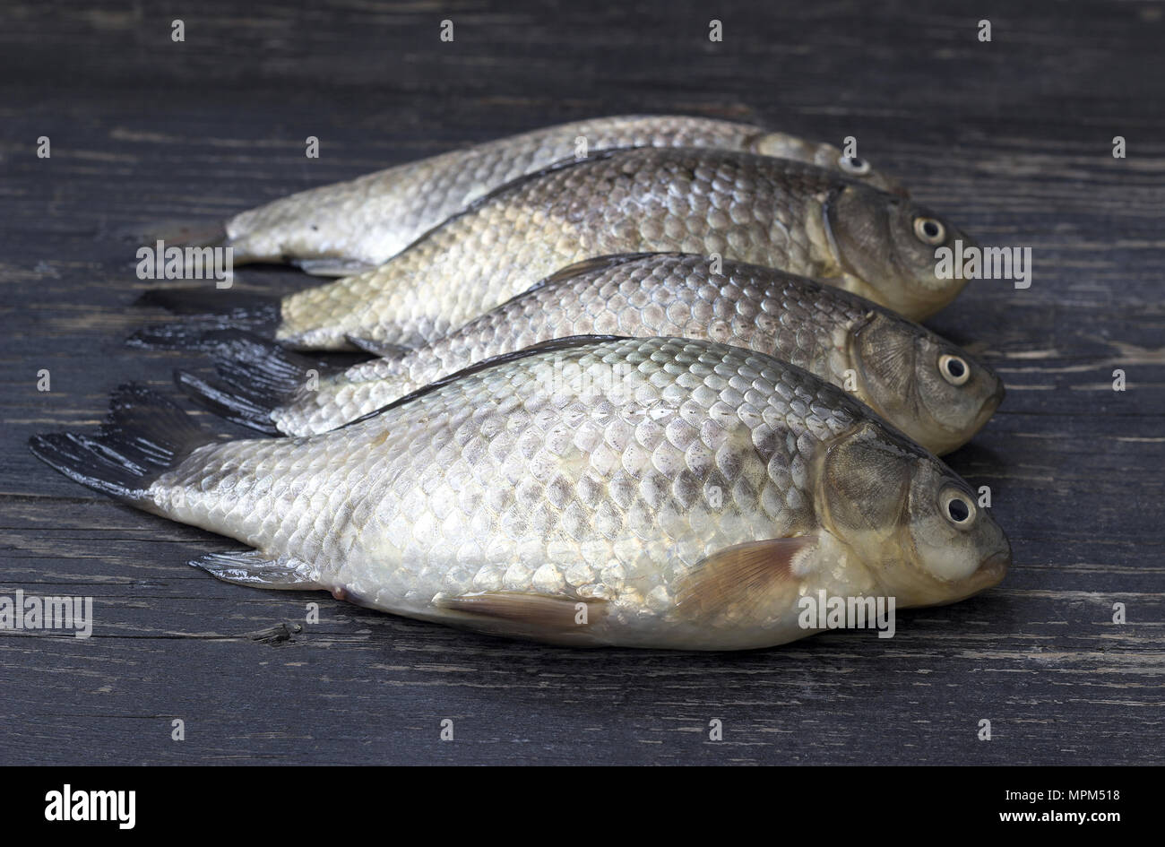 Freshly caught freshwater fish hi-res stock photography and images - Alamy