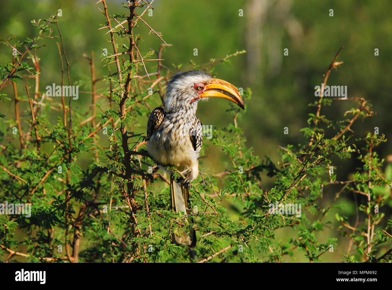 Close up of the Southern Yellow Billed Hornbill which is most often on the ground.  This beautiful bird stayed on the branch for only a moment. Stock Photo