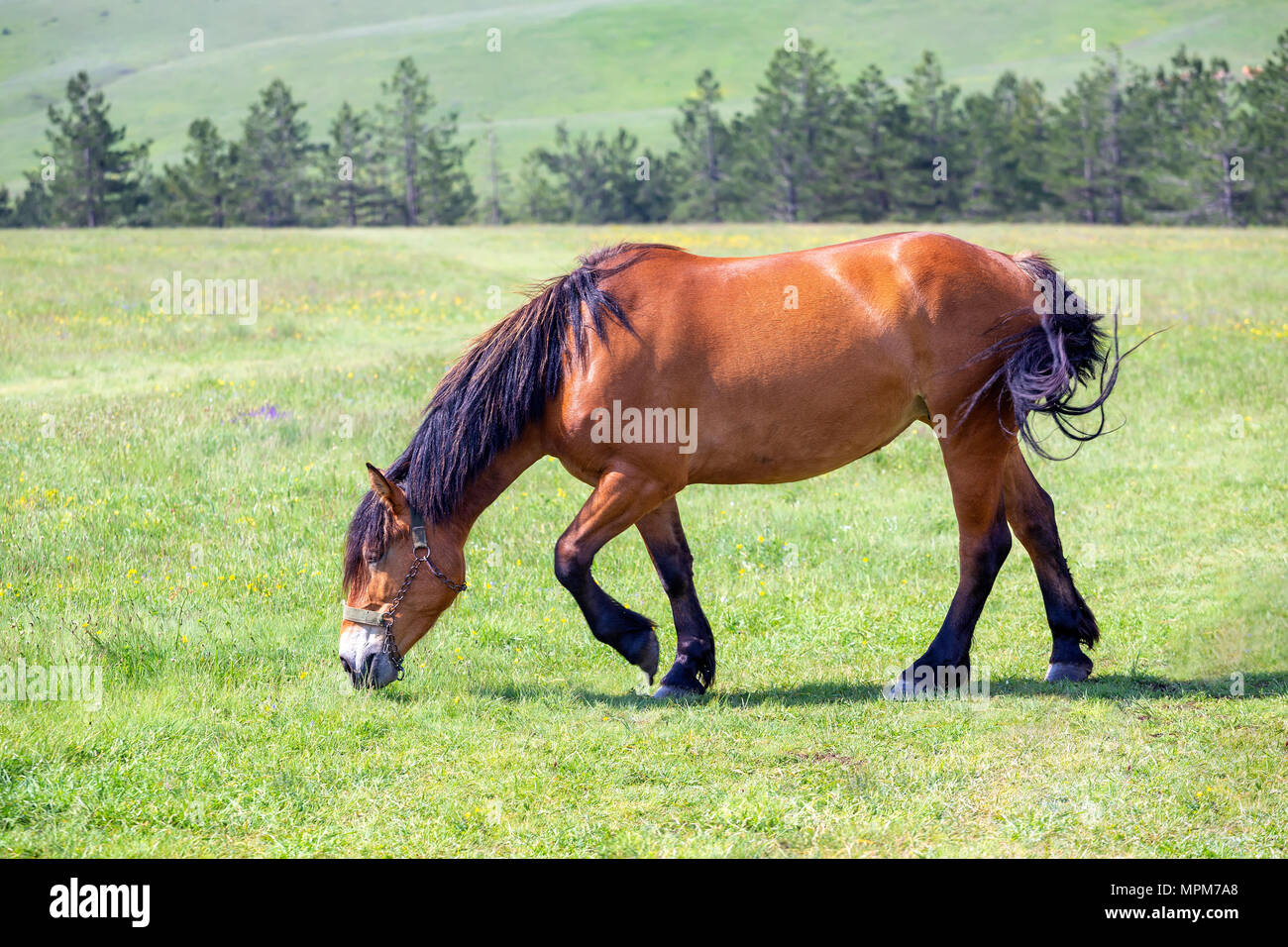 Brown horses grazing on fresh green mountain pasture. Horse eating in a ...