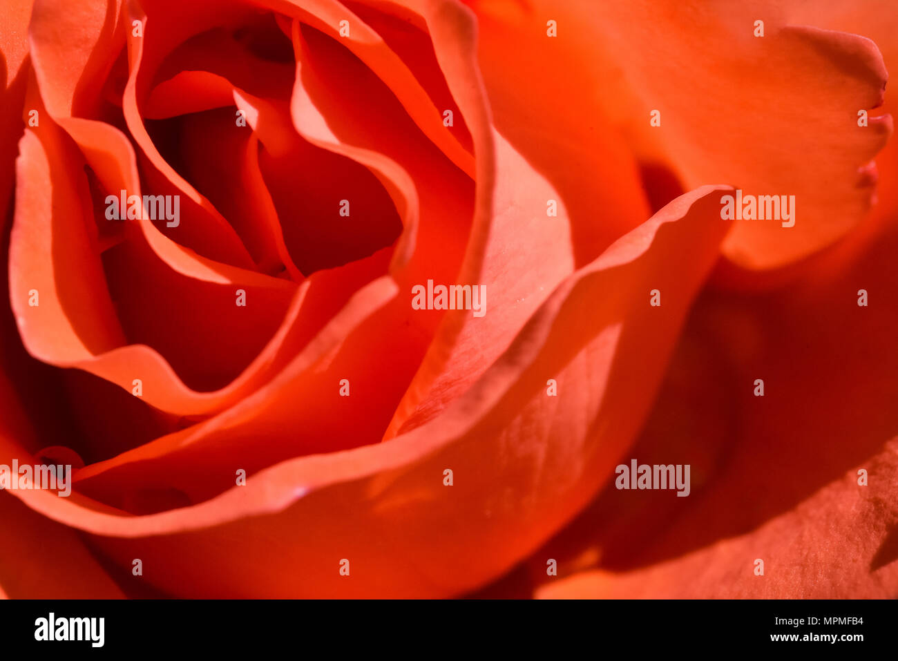 Red Rose Petals Flower Covers Whole Screen Vivid Colors Background Stock Photo Alamy