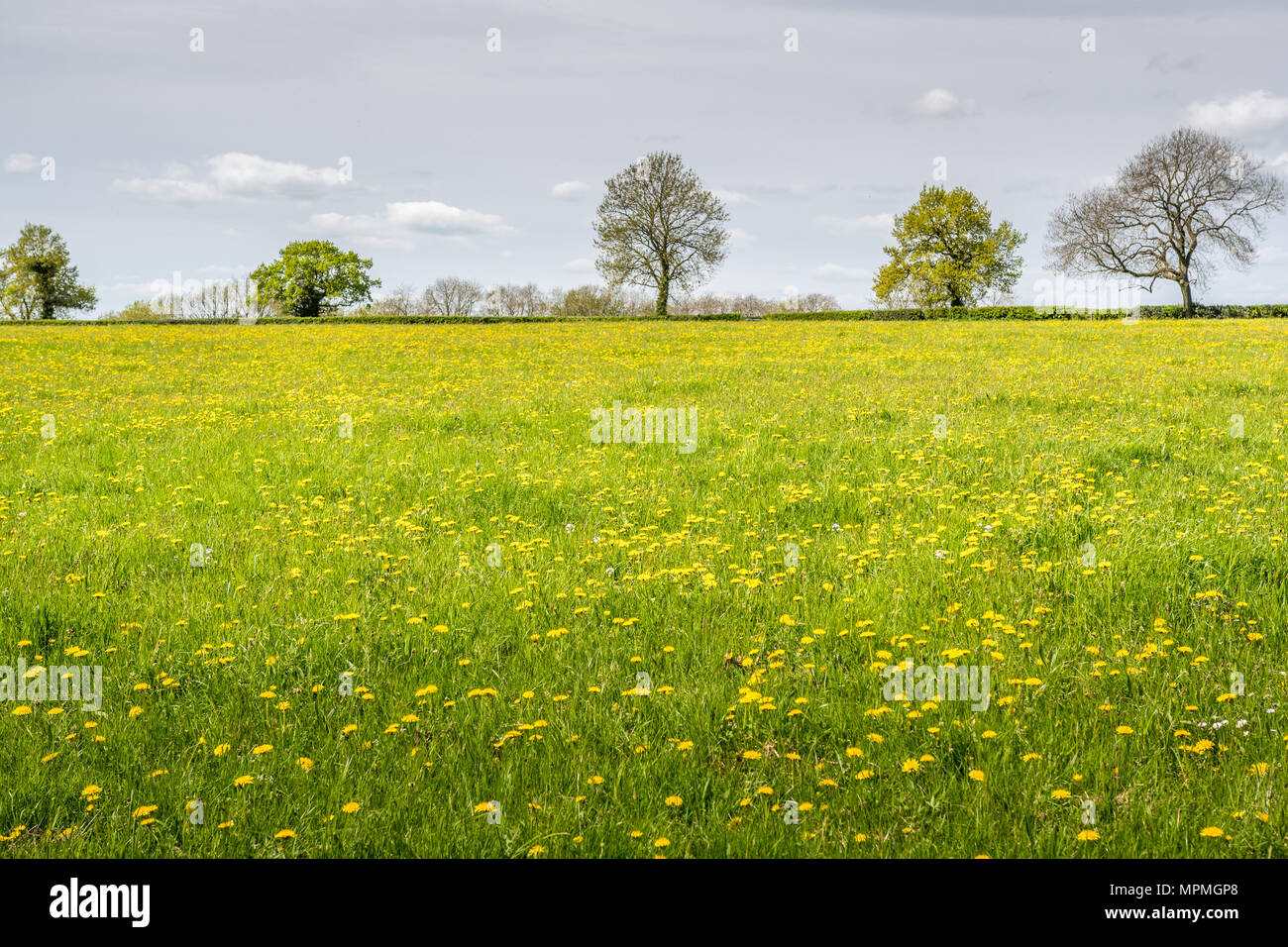 Abundance of dandelions flowering in a meadow during springtime in the Peak district national park, Staffordshire, England. Stock Photo