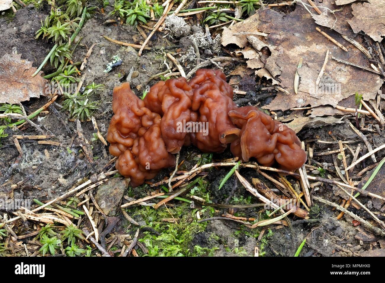 False morel, Gyromitra esculenta, wild mushroom from Finland Stock Photo