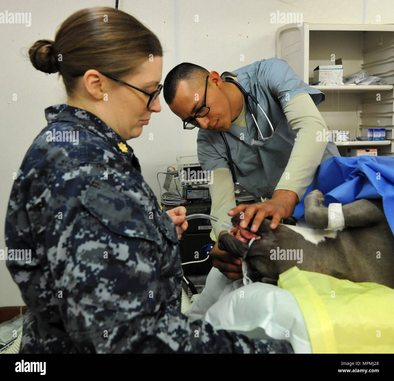 Navy Lt. Cmdr. Megan Debus, assistant officer in charge of the Kodiak Clinic and Army Veterinary Technician Specialist Edwardo Macias with the 109th Veterinary Services Medical Detachment assists in the spay surgery of a dog on March 31, 2017 on Kodiak Island, Alaska. ARCTIC CARE 2017 is an Office of Secretary of Defense sponsored, Air Force Reserve Command led, training event coordinated with Kodiak Area Native Association (KANA) and civil authorities in Kodiak, Alaska. (U.S. Air Force Photo by Master Sgt. Luke Johnson) Stock Photo