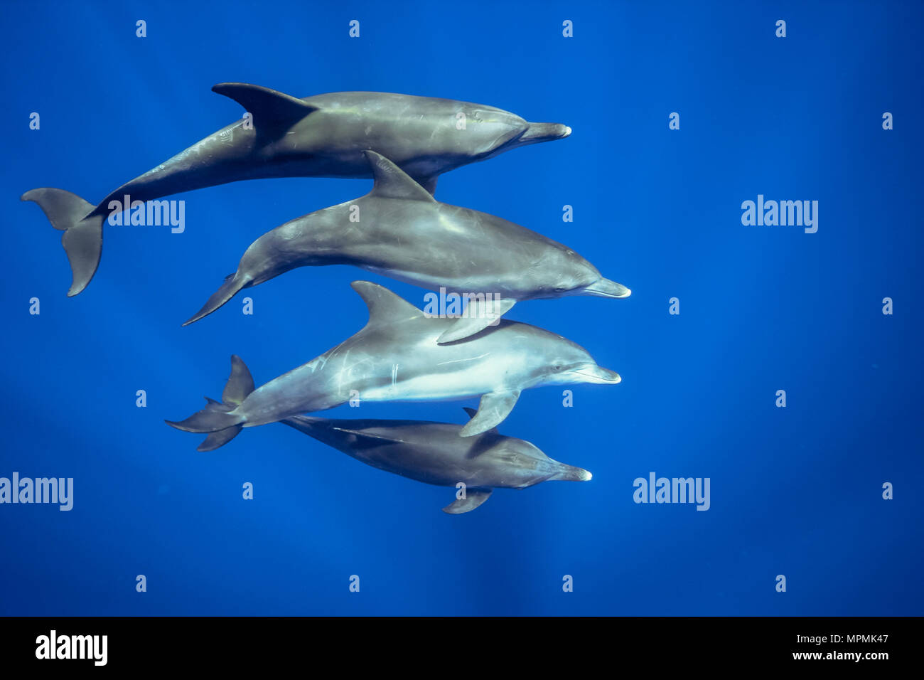 Indo-Pacific bottlenose dolphin, Tursiops aduncus, Chichi-jima, Bonin Islands, Ogasawara Islands, Japan, Pacific Ocean Stock Photo
