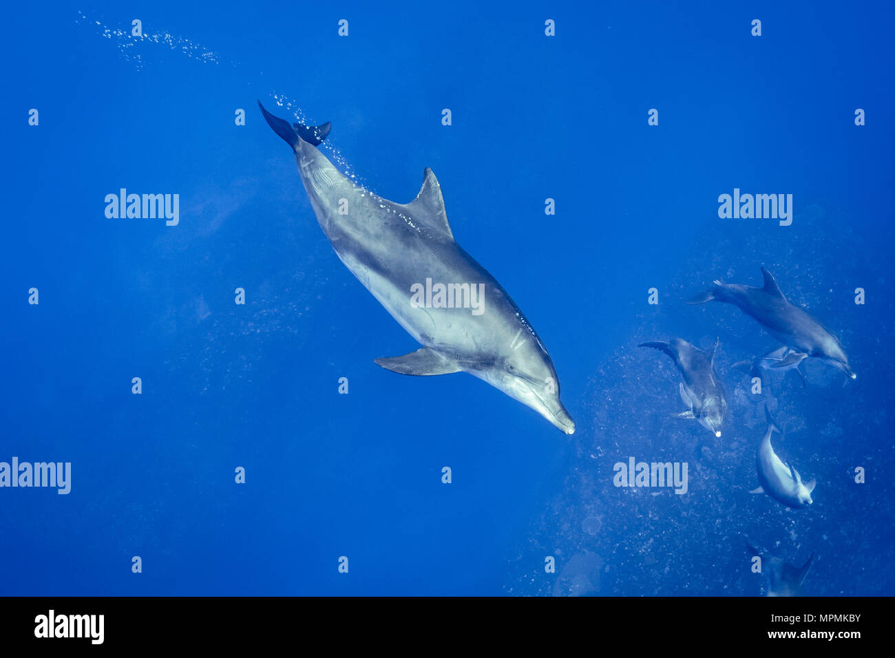 Indo-Pacific bottlenose dolphin, Tursiops aduncus, Chichi-jima, Bonin Islands, Ogasawara Islands, Japan, Pacific Ocean Stock Photo