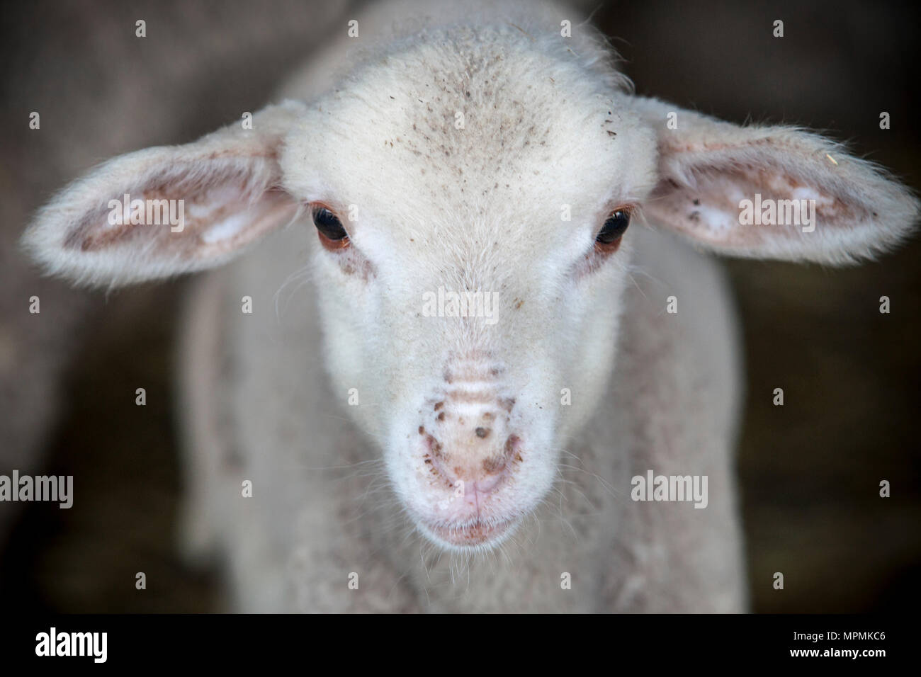 Lamb of merina sheep pure breed at barn, Spain. Closeup Stock Photo