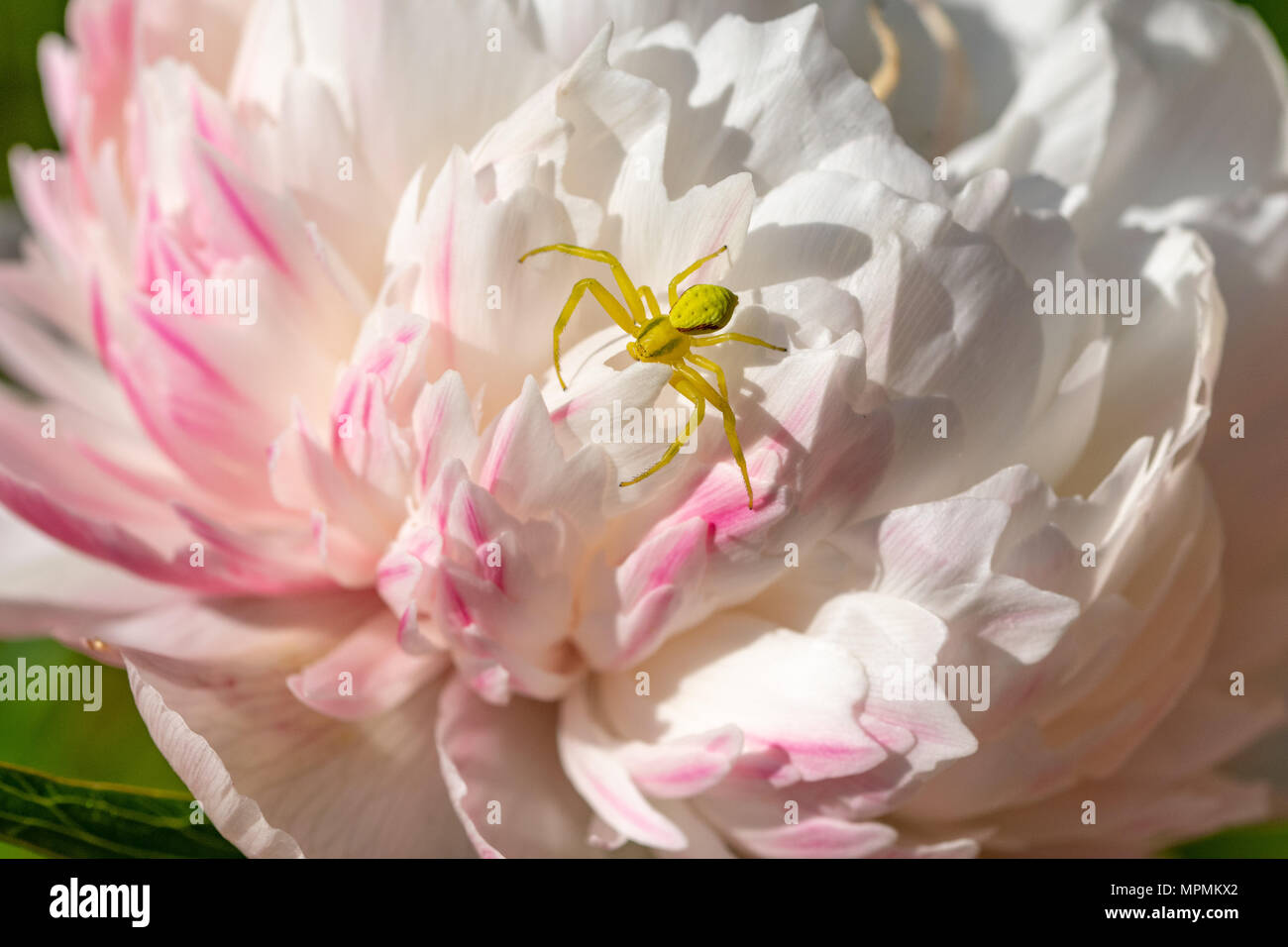Yellow crab spider (Thomisidae genus) on a white and pink Chrysanthemum in bloom, Essex Stock Photo