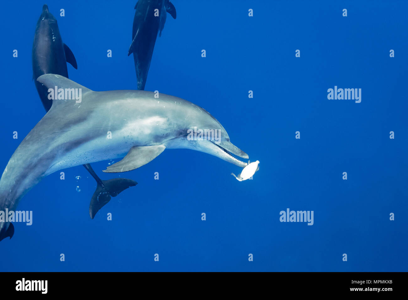 IndoPacific bottlenose dolphin, Tursiops aduncus, playing with