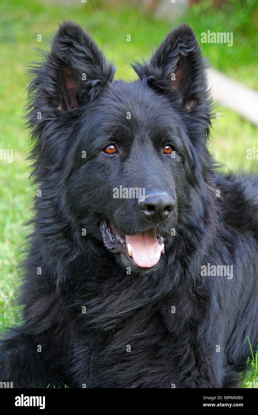 Whole black long haired German Shepard dog in the garden Stock Photo - Alamy