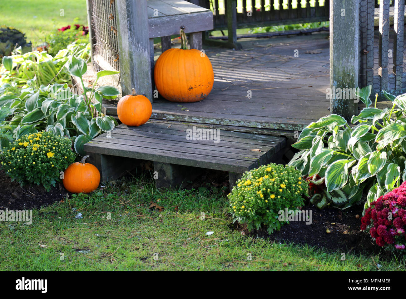 Pumpkins, Bar Harbor, Maine Stock Photo