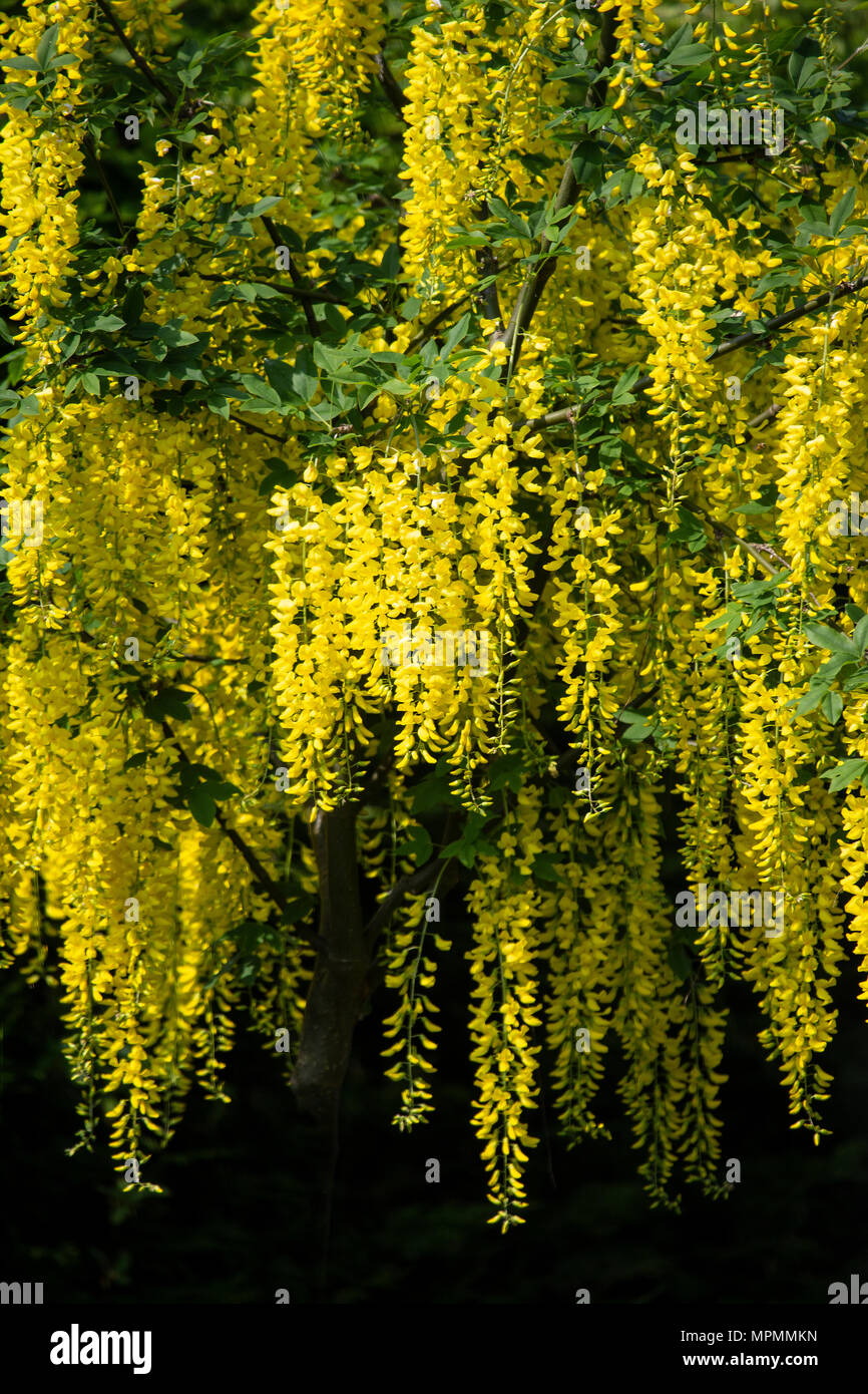 Clusters of Laburnum flowers Faboideae hanging from Laburnum treest in mid May when at their