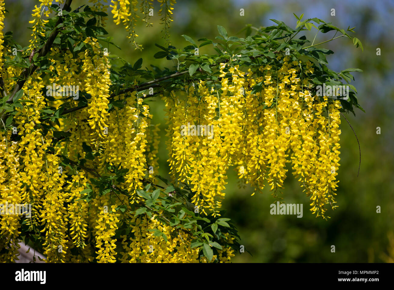 Pendulous flowers hi-res stock photography and images - Alamy