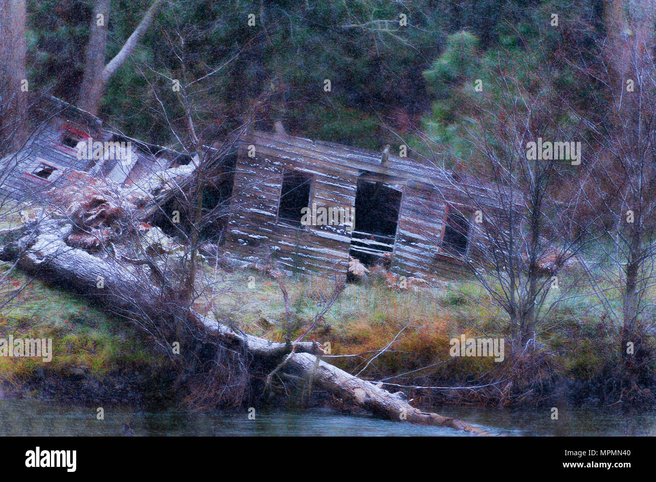A fallen down structure on the banks of the Klickitat River, in Washington State, succumbs to another winter as the seasons first snowfall arrives Stock Photo