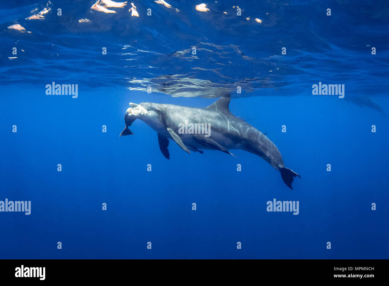 Dolphin eating fish hi-res stock photography and images - Alamy