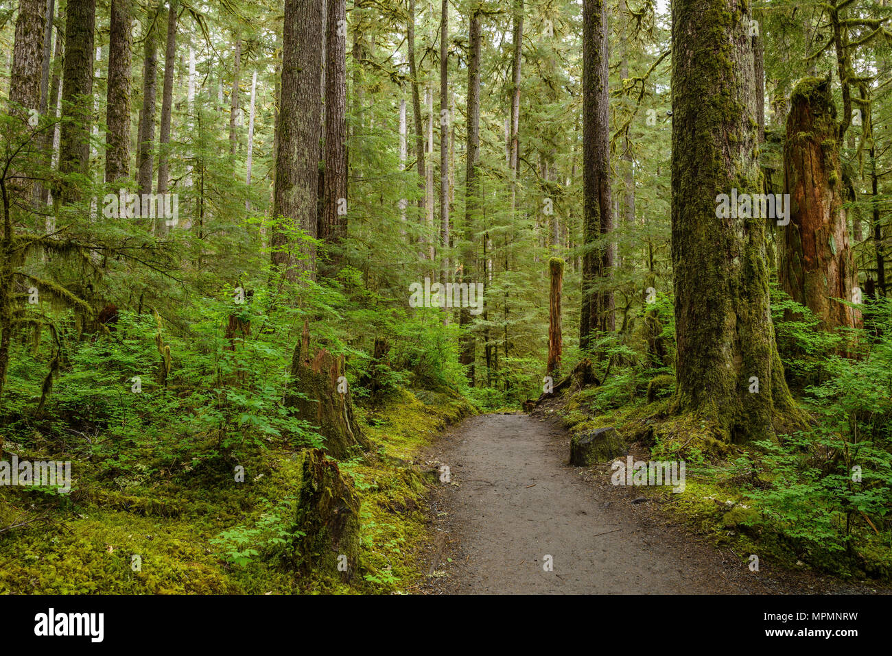 Path in evergreen forest hi-res stock photography and images - Alamy