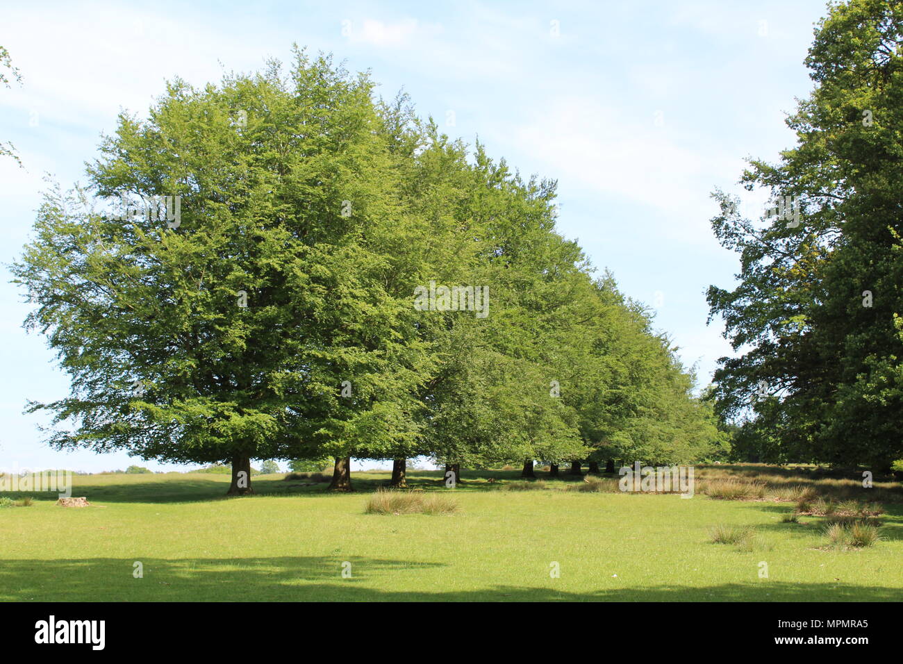 row of trees in a field of grass Stock Photo