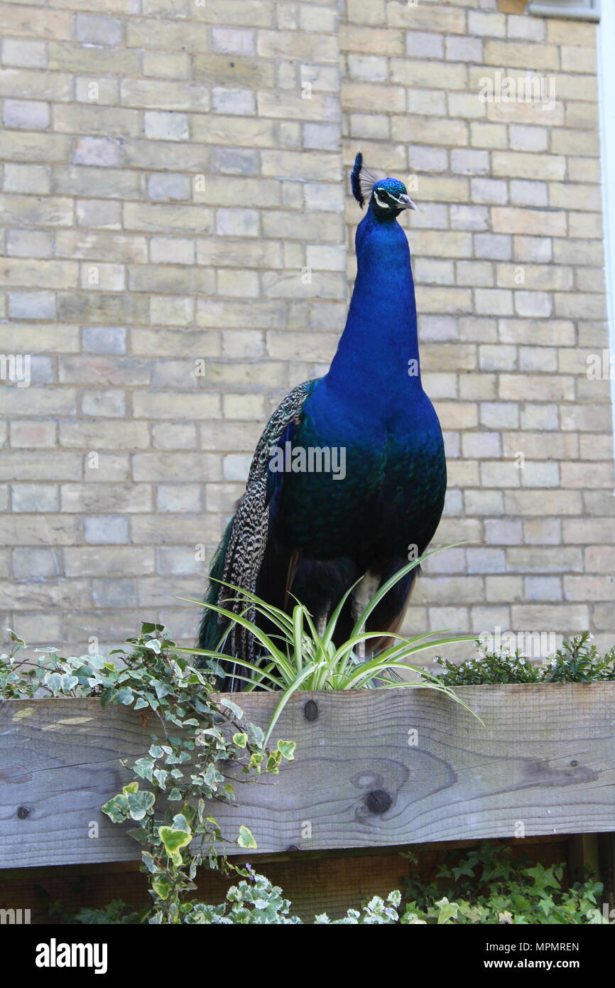 Peacock by a brick wall Stock Photo