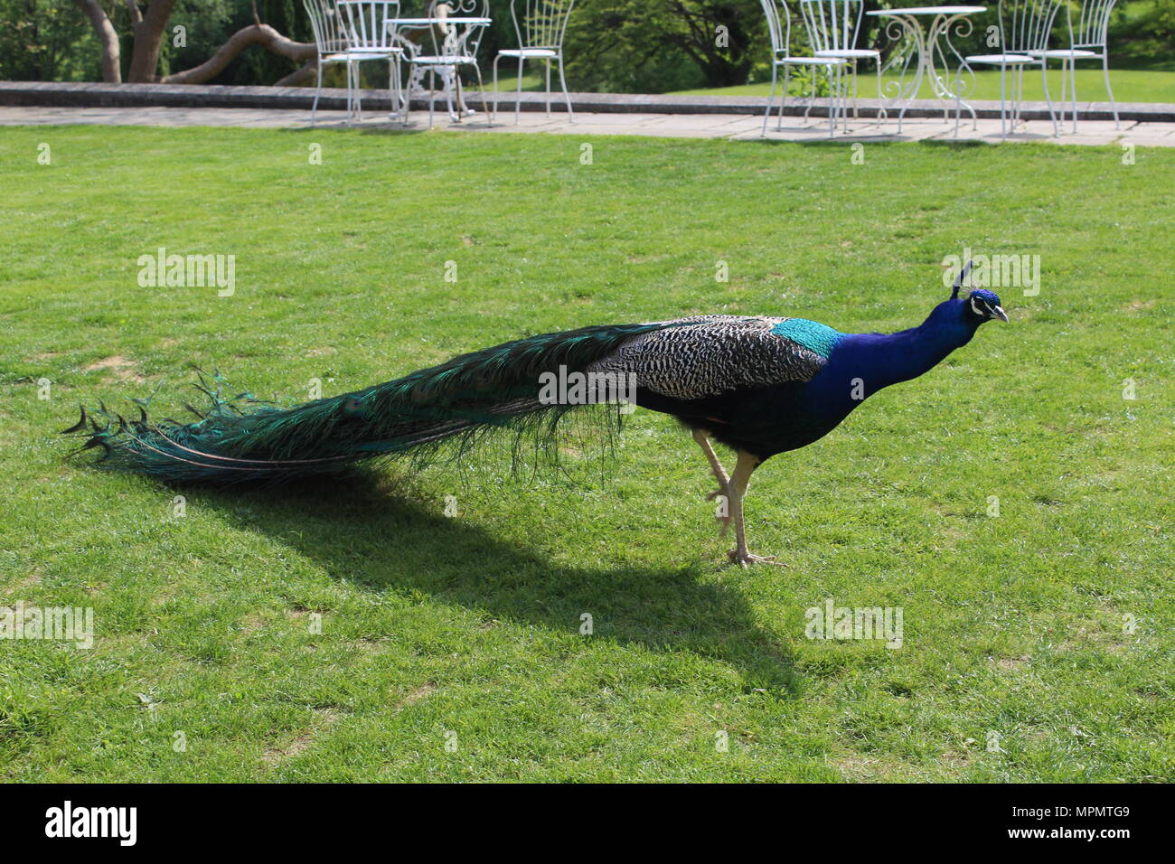 Peacock walking through garden Stock Photo