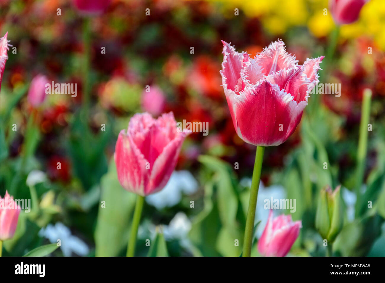 Yellow Roses With Red Edges Yellow rose with red edges hi-res stock photography and images - Alamy