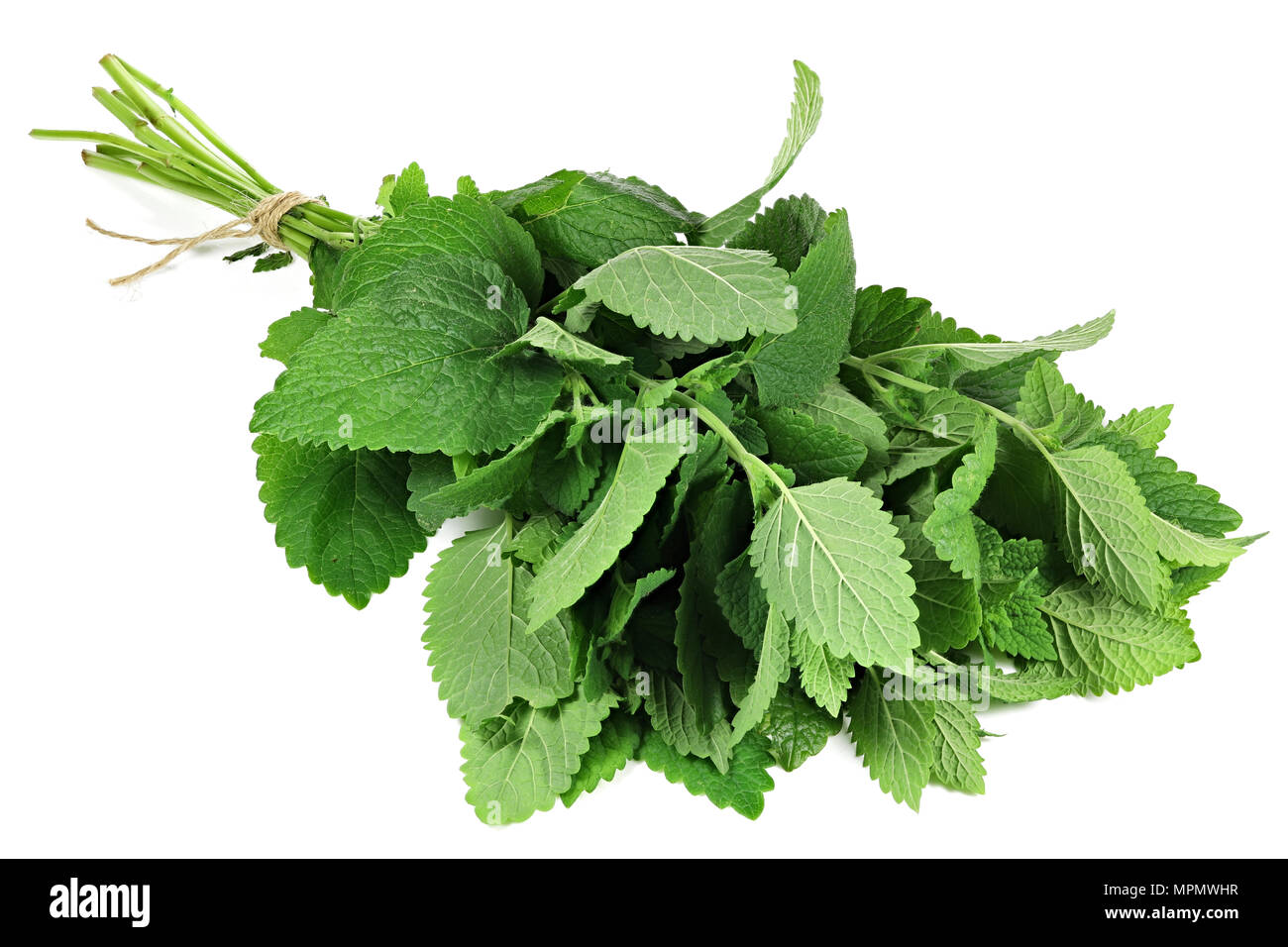 bunch of lemon balm isolated on white background Stock Photo
