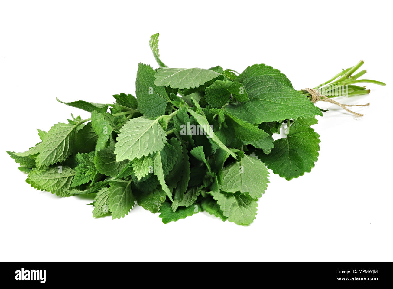 bunch of lemon balm isolated on white background Stock Photo