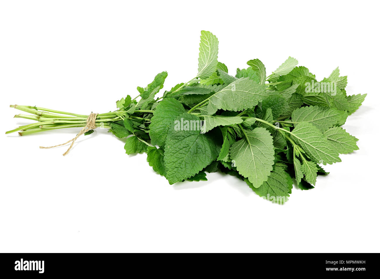 bunch of lemon balm isolated on white background Stock Photo