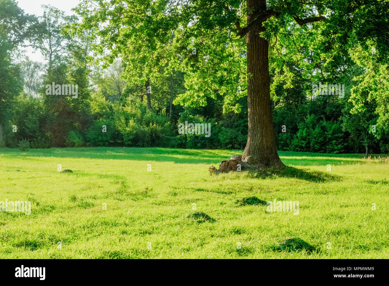 A big oak tree in sunset sunlight in a green field Stock Photo - Alamy