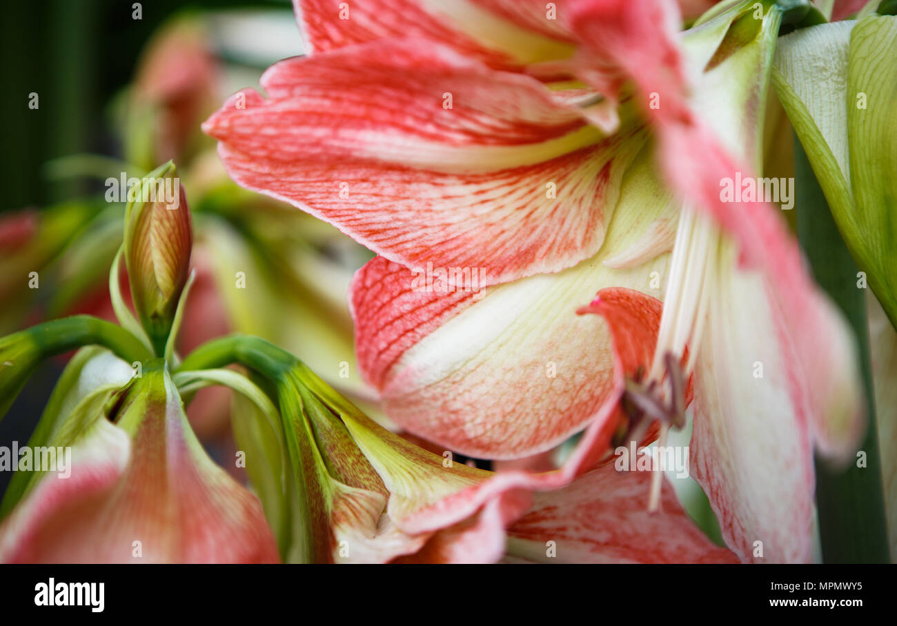 Beautiful colorful red & white hippeastrums flowers bloom in spring garden.Decorative wallpaper with hipeastrum flower blossom in springtime.Beauty of Stock Photo