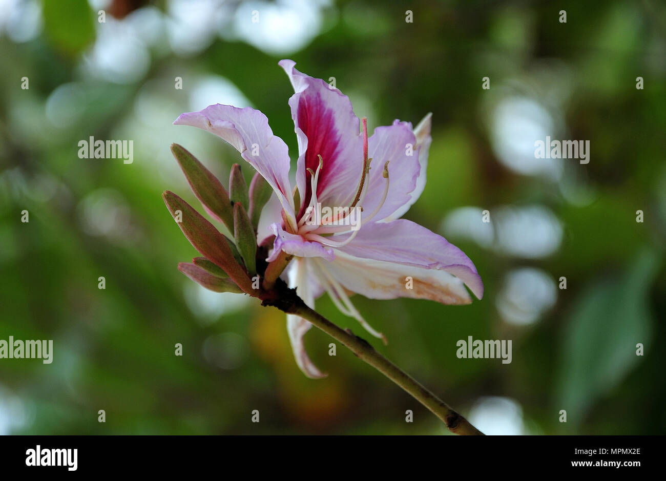 single blossom of bauhinia variegata with white and pink colored petals Stock Photo