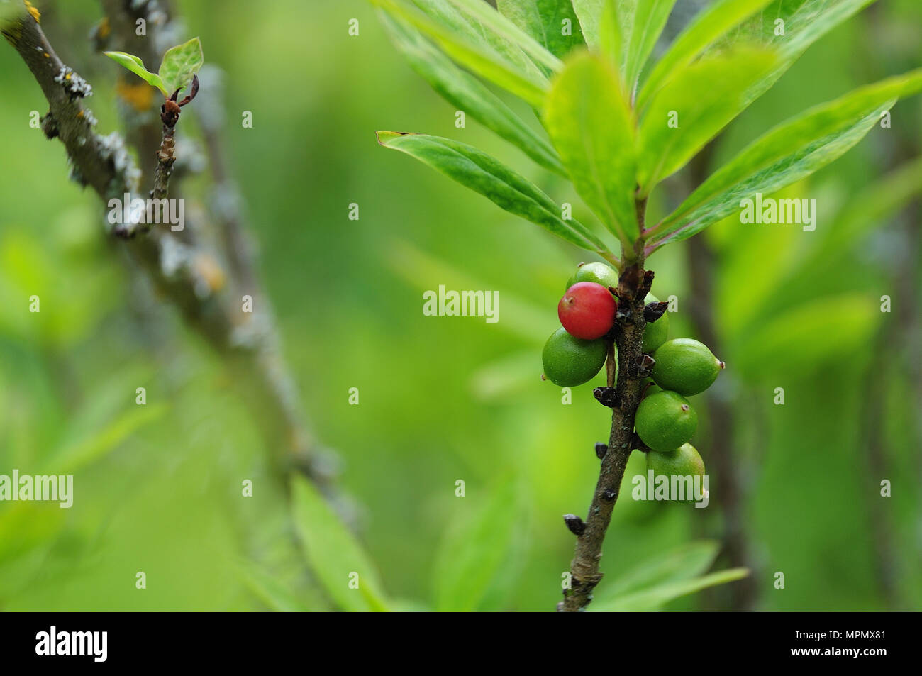 green and red fruits at twig of daphne mezereum, a poisonous plant Stock Photo