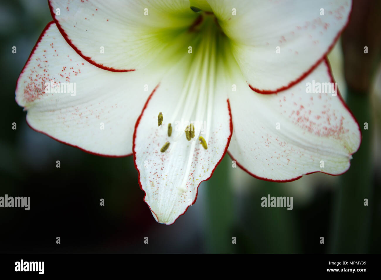 Beautiful white hippeastrum flowers bloom in spring garden.Decorative wallpaper with hipeastrums flower blossom in springtime.Beauty of nature poster. Stock Photo