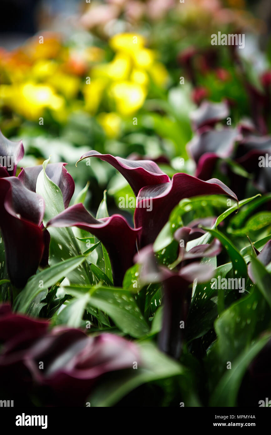 Beautiful dark callas lillies flowers bloom in spring garden.Decorative wallpaper with calla flower blossom in springtime.Beauty of nature poster.Vibr Stock Photo