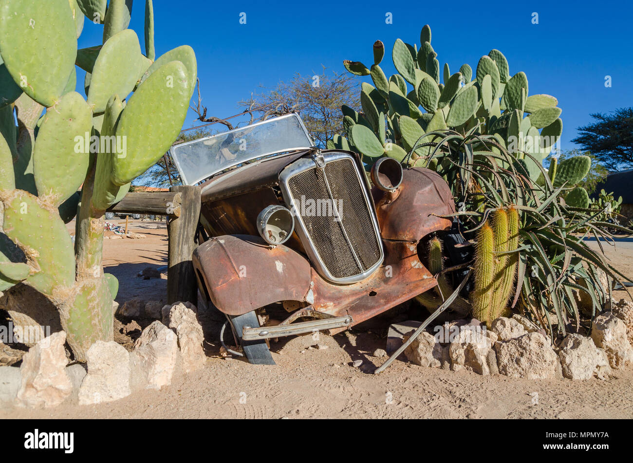Rusting classic car building part of cactus hedge in Solitaire Stock Photo
