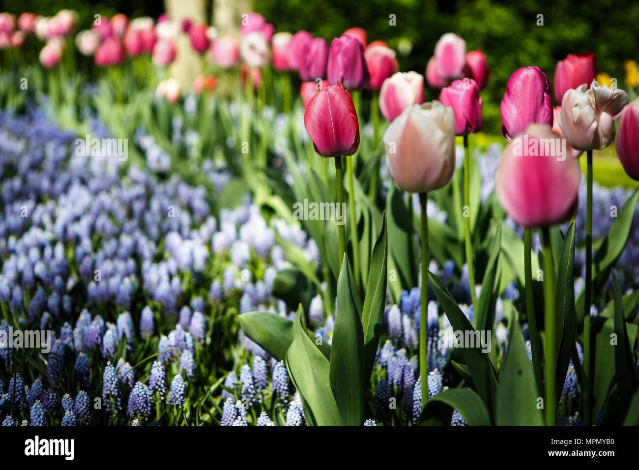 Colored tulips and blank paper set on a wooden background Vertical Mobile  Wallpaper AI Generated 29294657 Stock Photo at Vecteezy