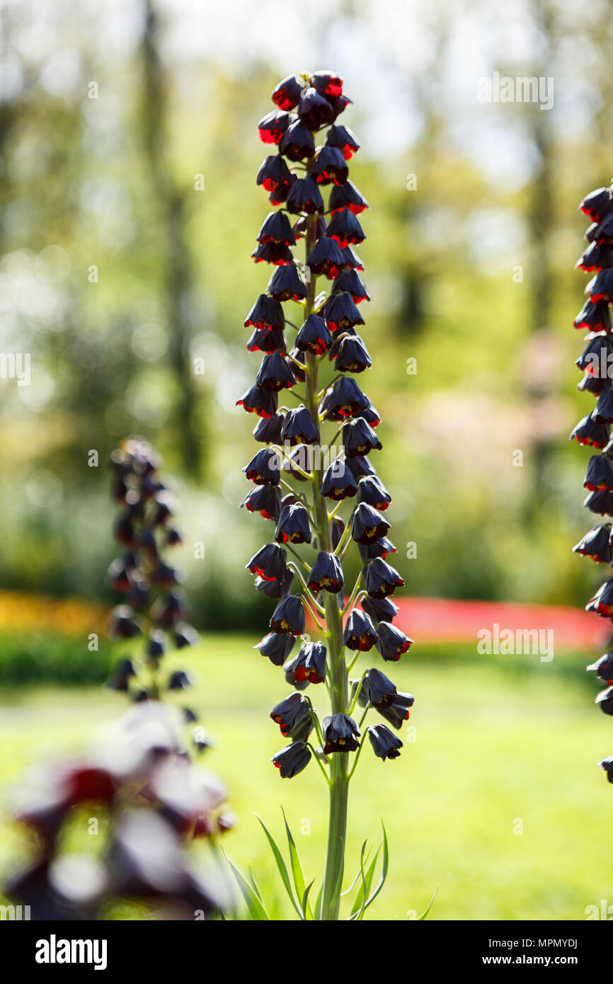 Beautiful dark aeschynanthus pulcher flowers bloom in spring garden.Decorative wallpaper with exotic flower blossom in springtime.Beauty of nature pos Stock Photo