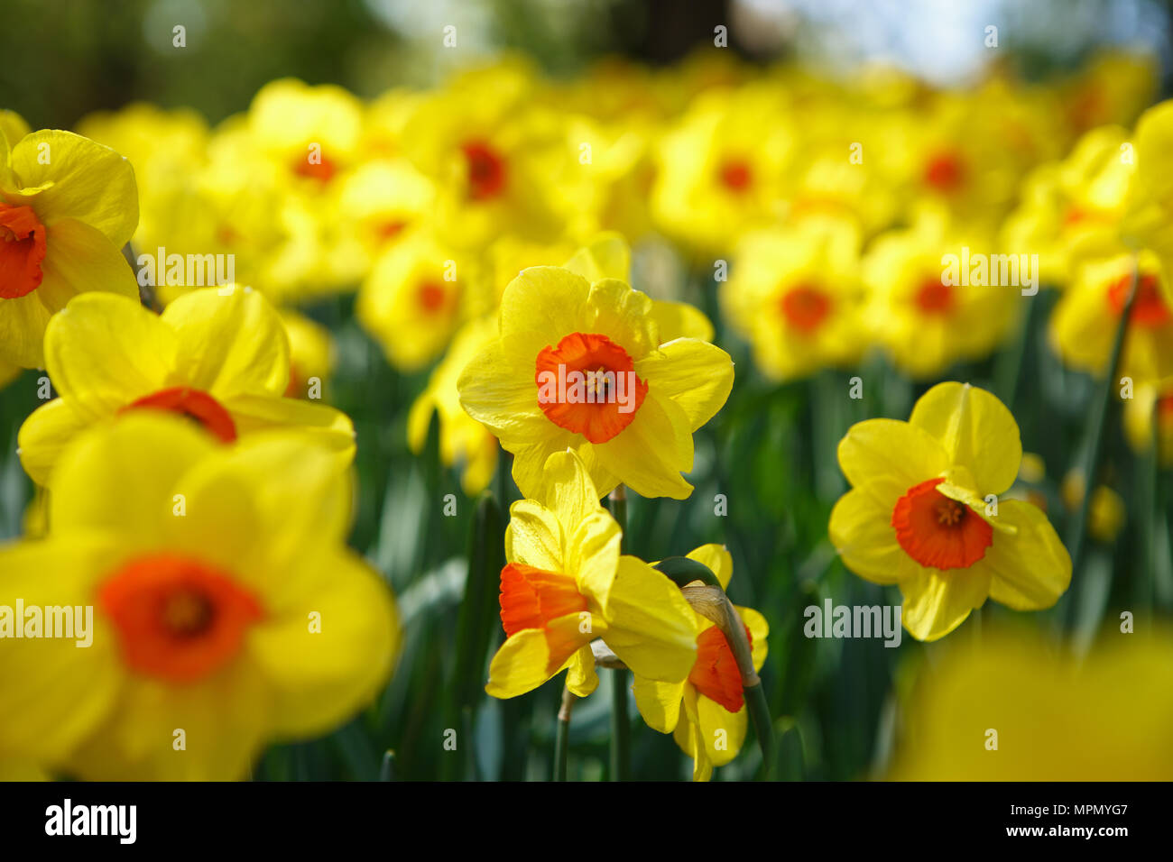 Beautiful colorufl yellow jonquils flowers bloom in spring garden.Decorative wallpaper with
