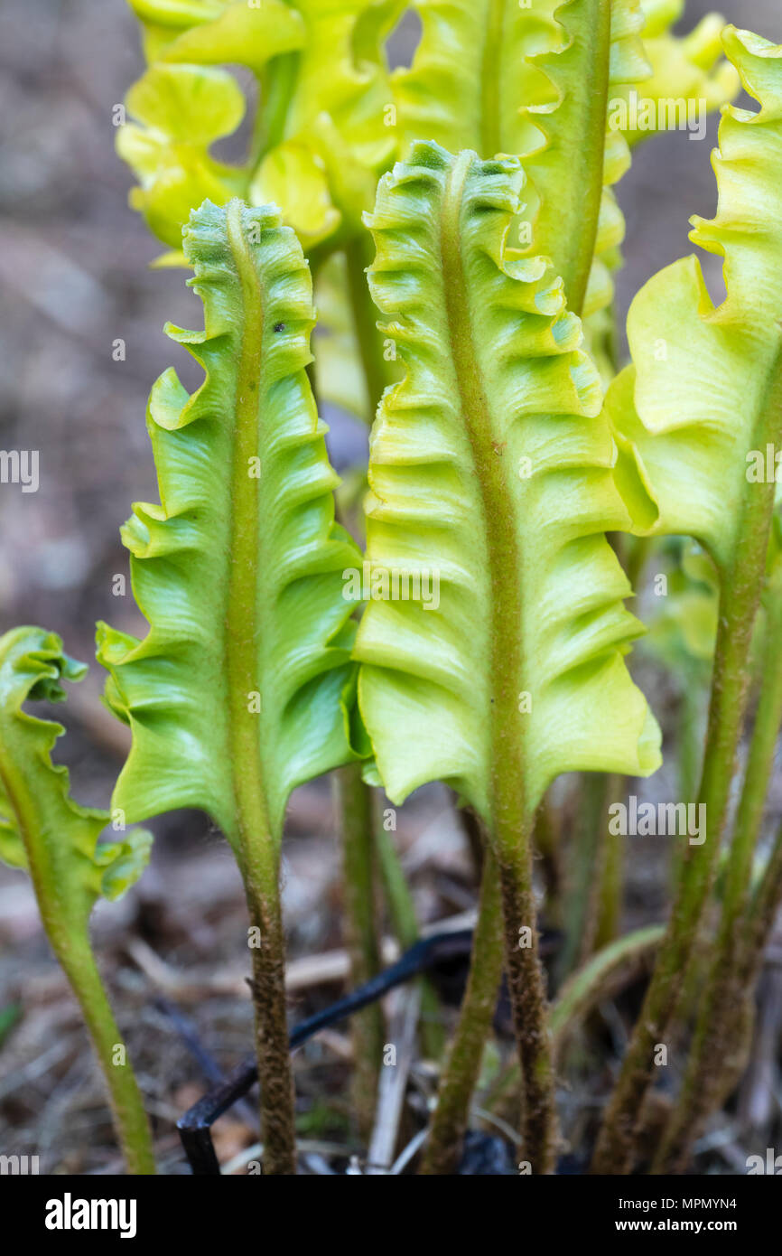 Undulate frond margins of the evergreen hart's tongue fern variety, Asplenium scolopendrium 'Crispum Bolton's Variegatum' Stock Photo