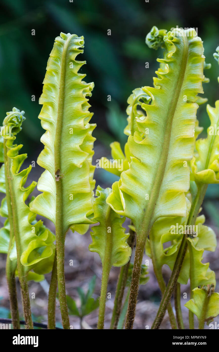 Undulate frond margins of the evergreen hart's tongue fern variety, Asplenium scolopendrium 'Crispum Bolton's Variegatum' Stock Photo
