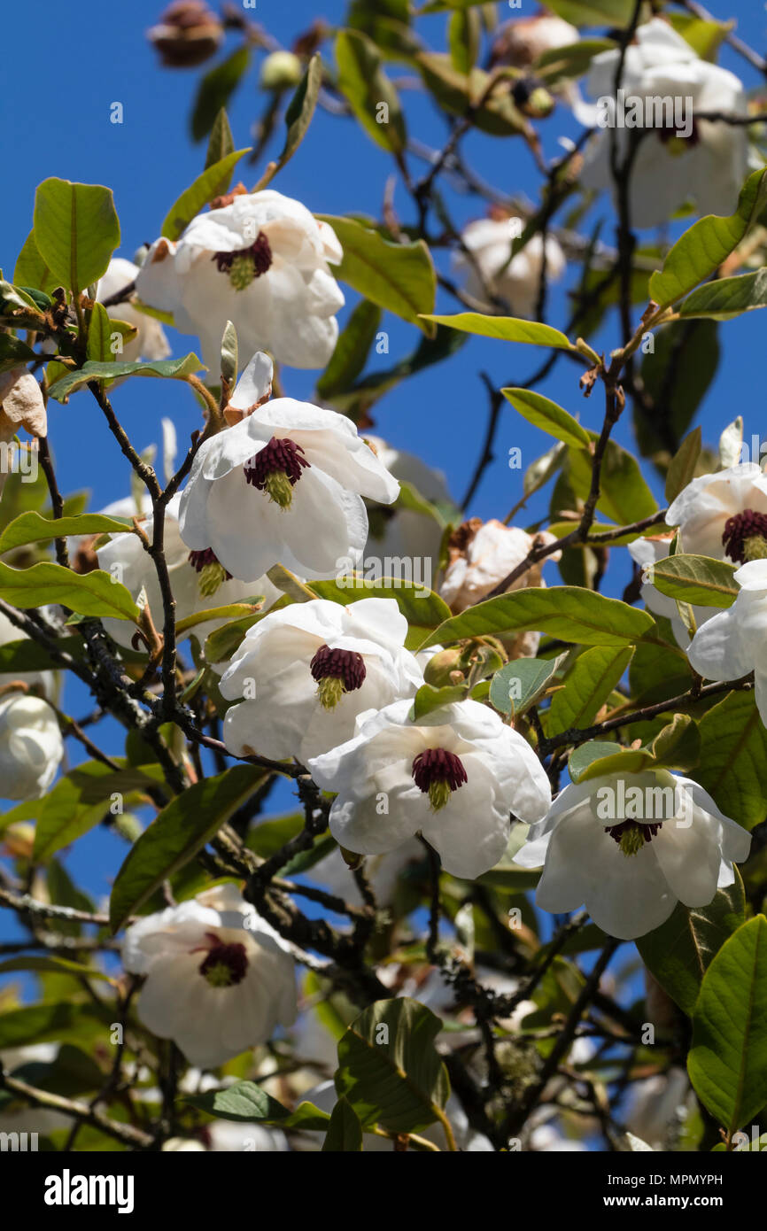 Drooping cup flowers of the early summer flowering hardy tree magnolia, Magnolia sieboldii ssp. sinensis Stock Photo