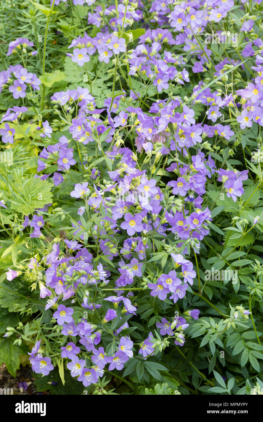 Massed early summer display of the herbaceous hardy perennial, Polemonium 'Lambrook Mauve' Stock Photo